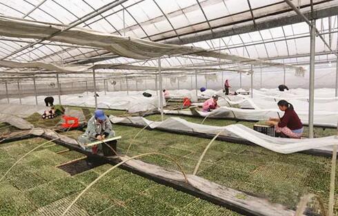 煙草育苗棚溫濕度監(jiān)測 煙草育苗棚溫濕度監(jiān)測